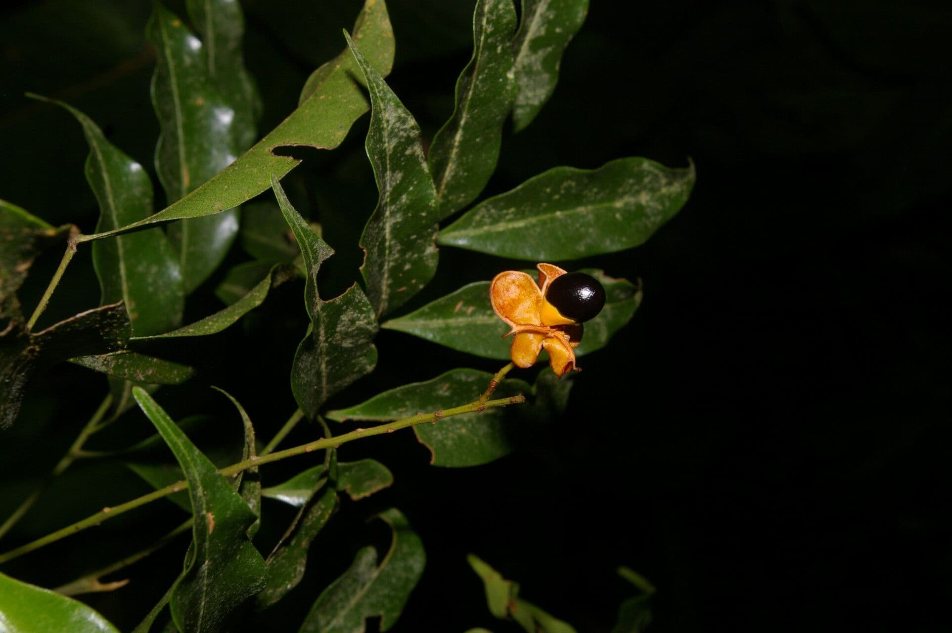 Matayba 3