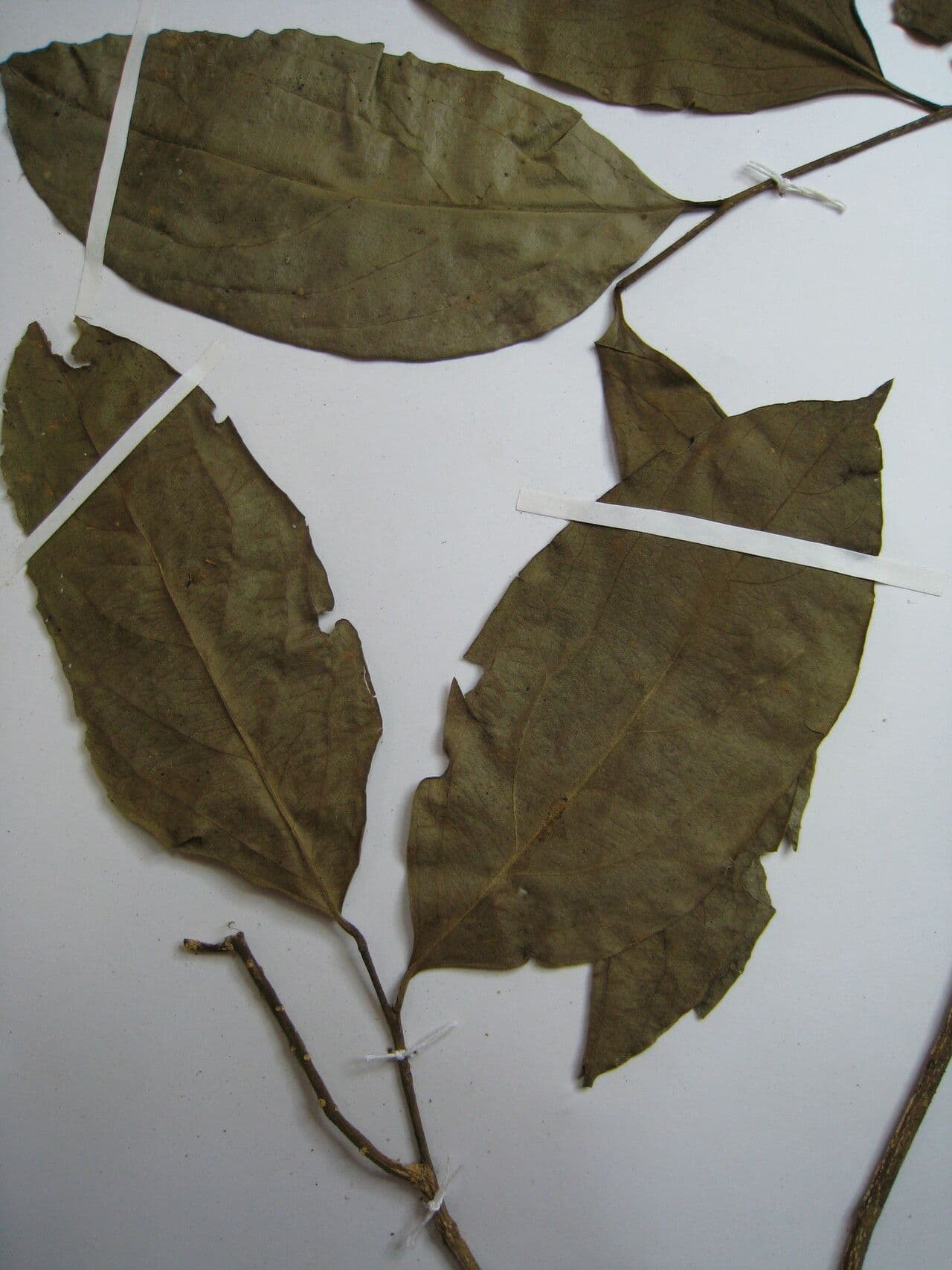 Agonandra 11
