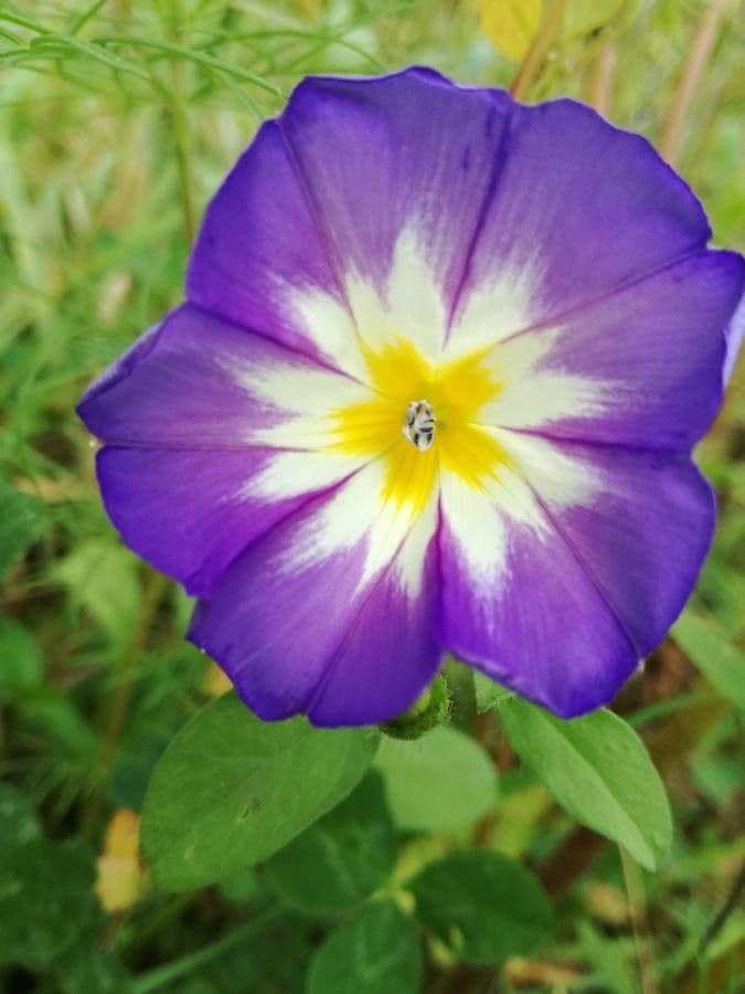 Convolvolo tricolore 7