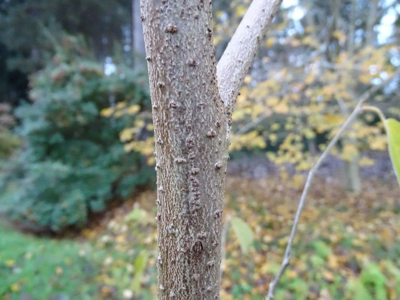 Sinowilsonia 10