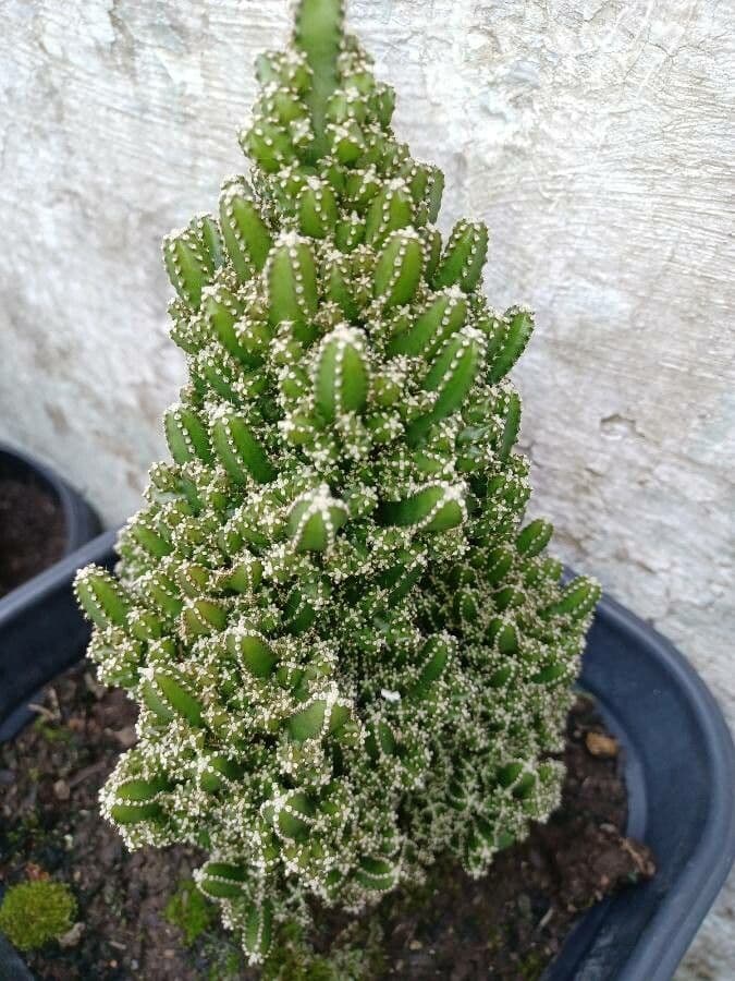 Cactus 22