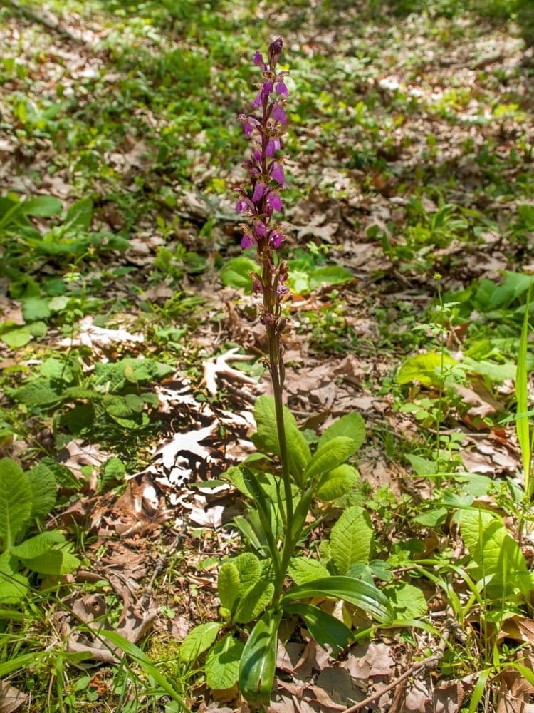 Storczyk Spitzela 6