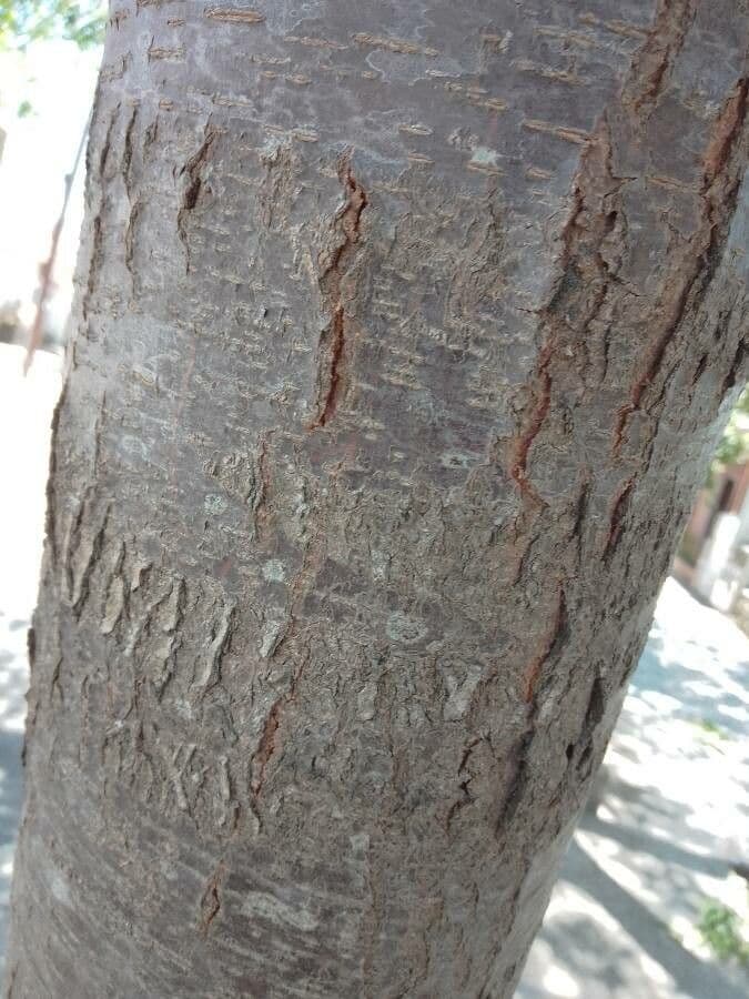 Acacia 3