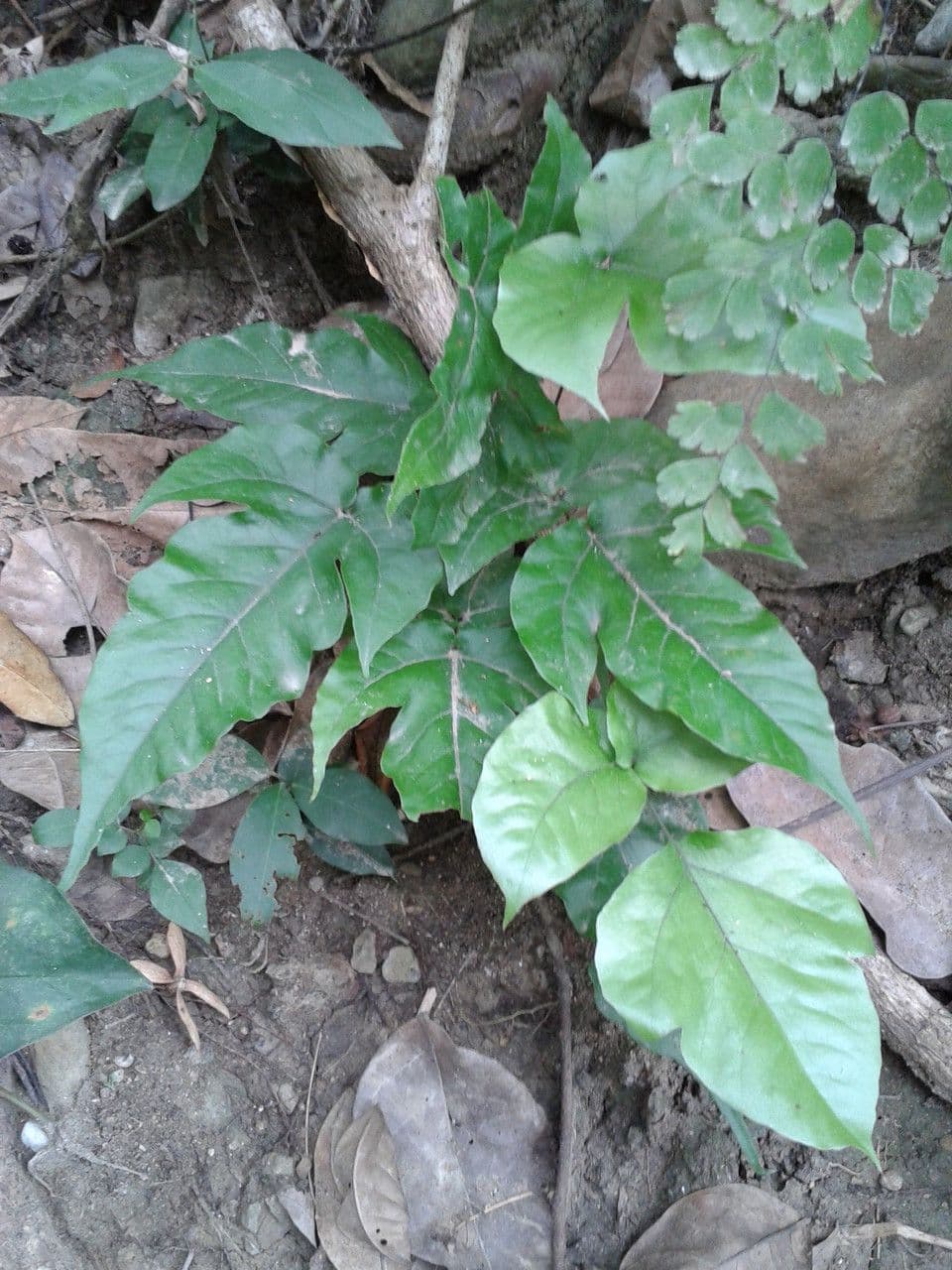 Tectaria heracleifolia 4