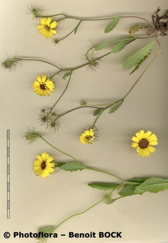 Tolpis barbata 25