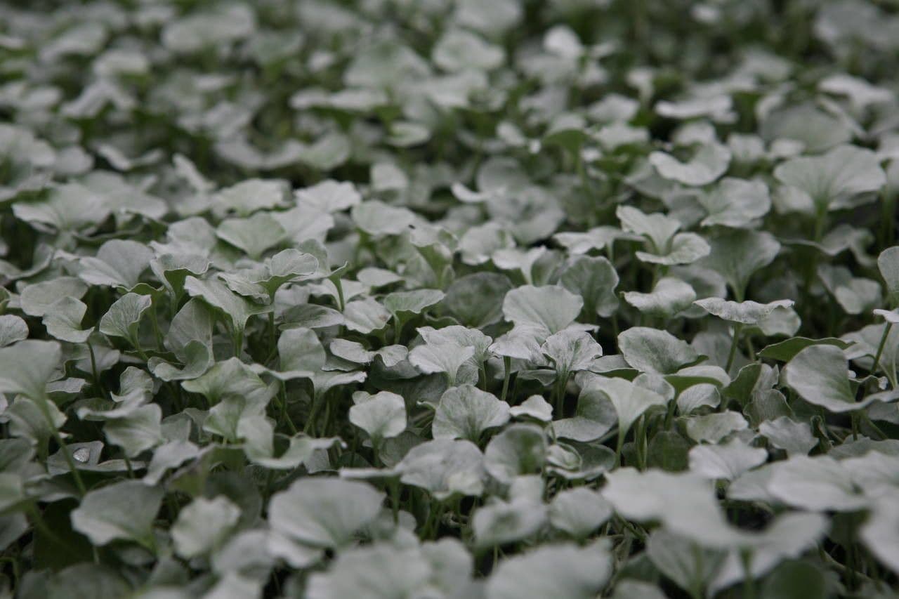 Dichondra argentea 9