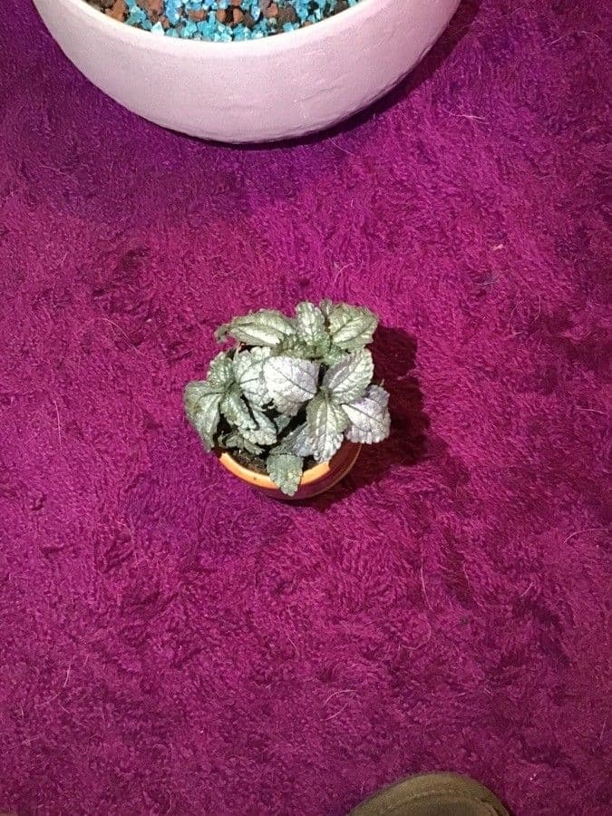 Pilea 8