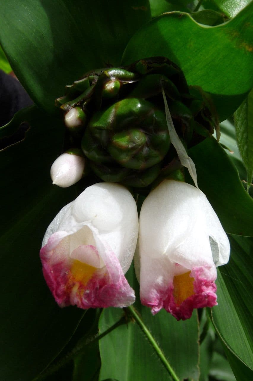 Costus africano 2