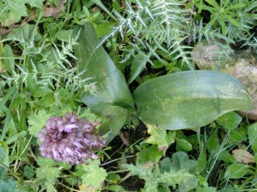 Orchis géant 25