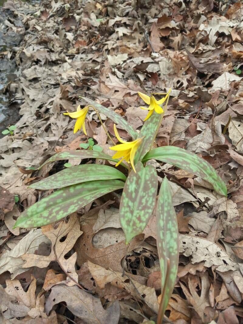 Érythrone d'Amérique 3