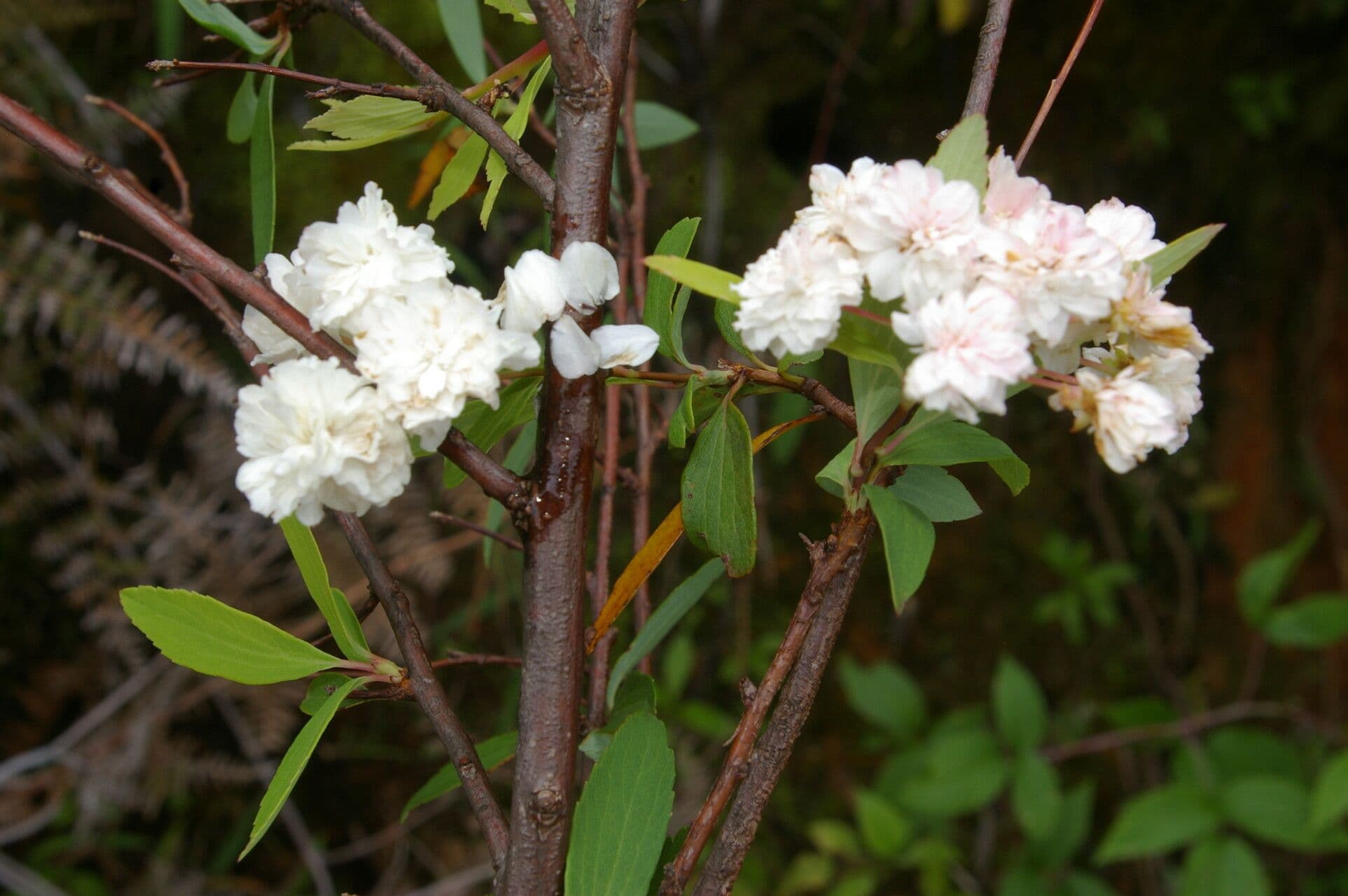 Ceanothus 2