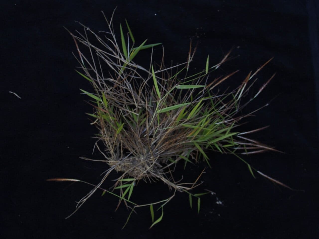 Pogonatherum