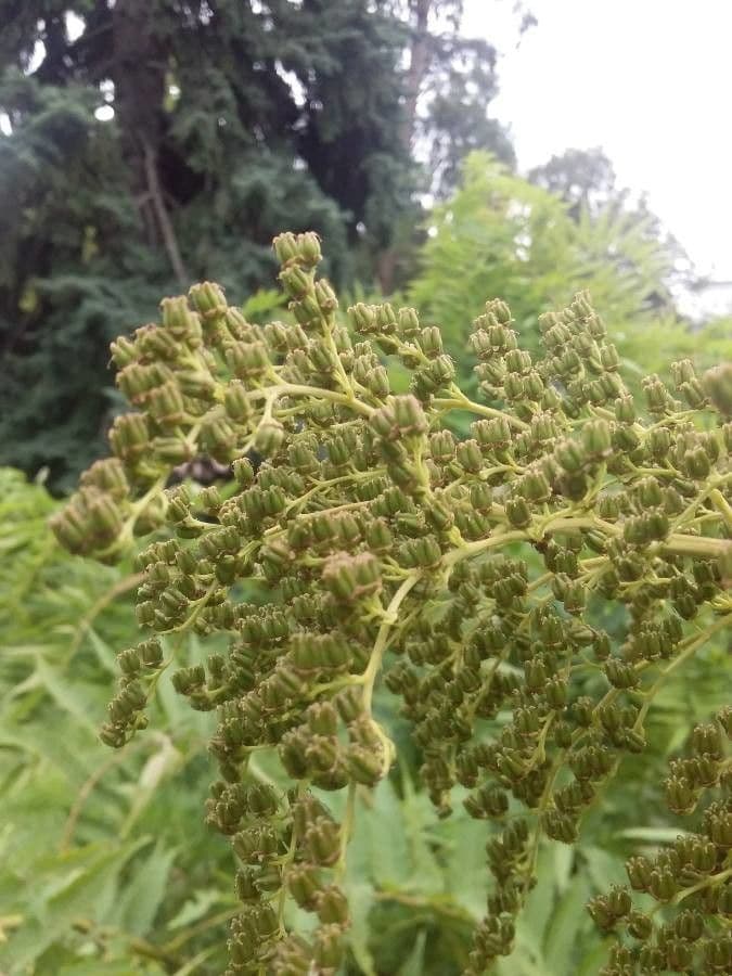 Sorbaria 3