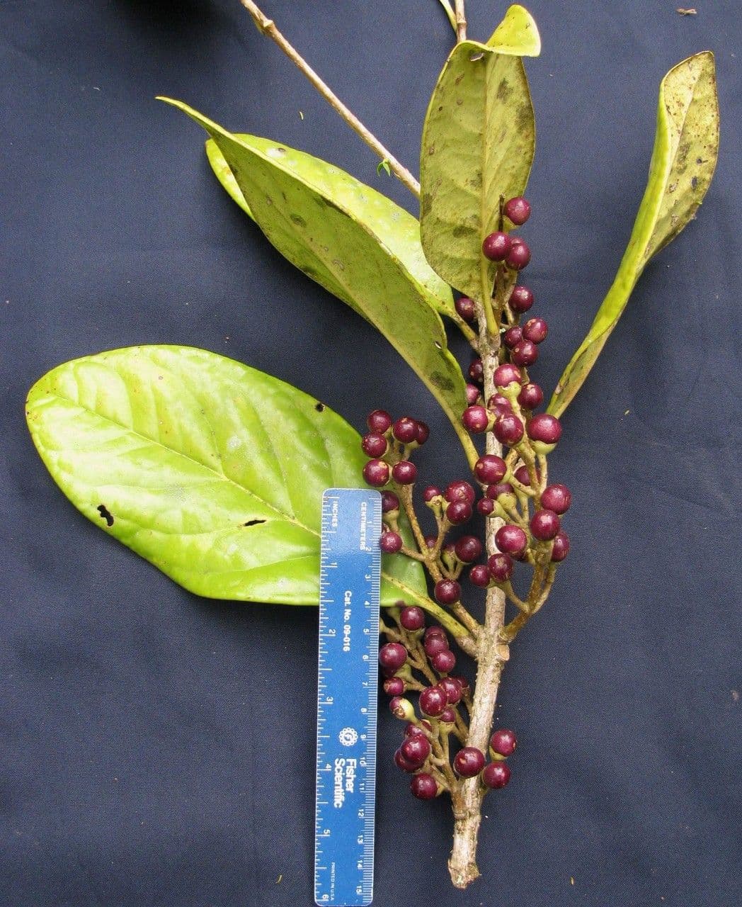 Schlegelia parviflora 16