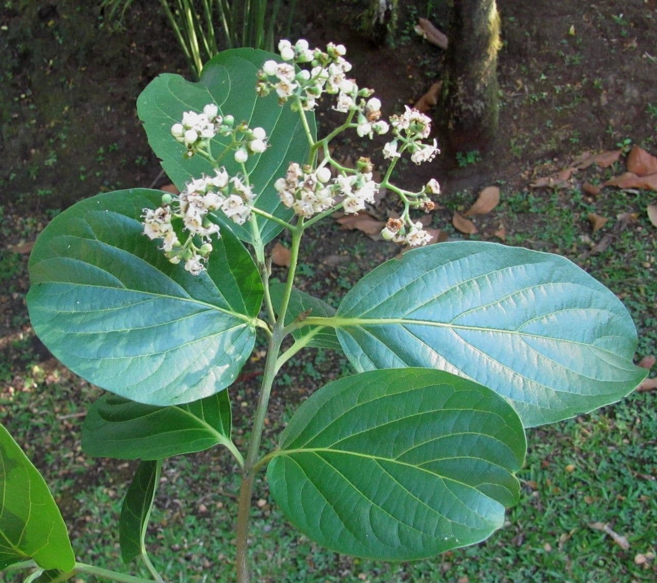 Cordia 7
