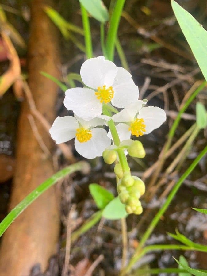 Sagittaria rigida