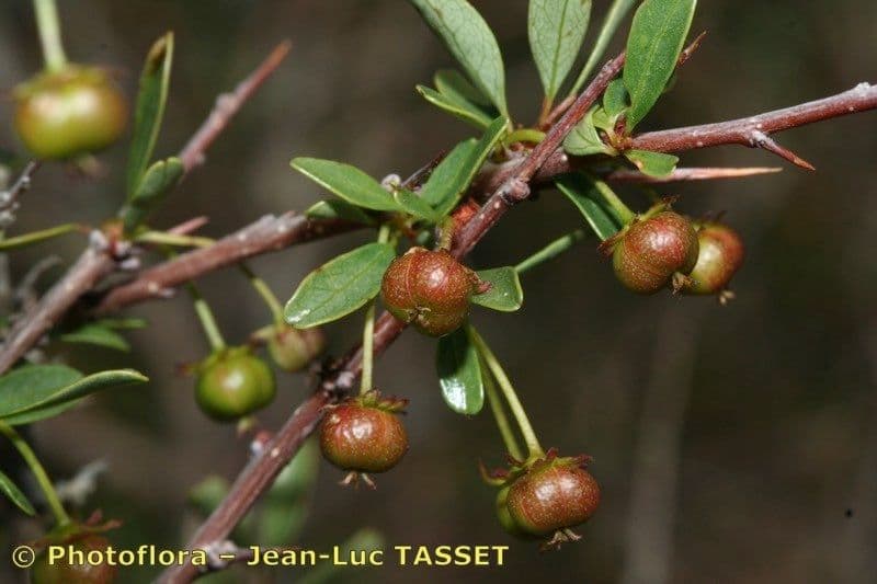 Flueggea tinctoria 2