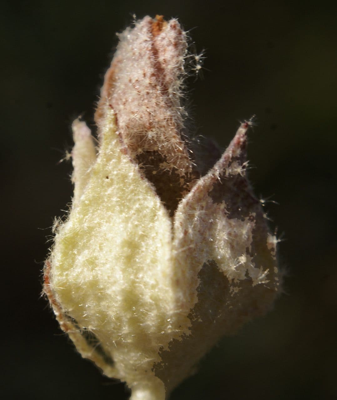 Malvella leprosa 5