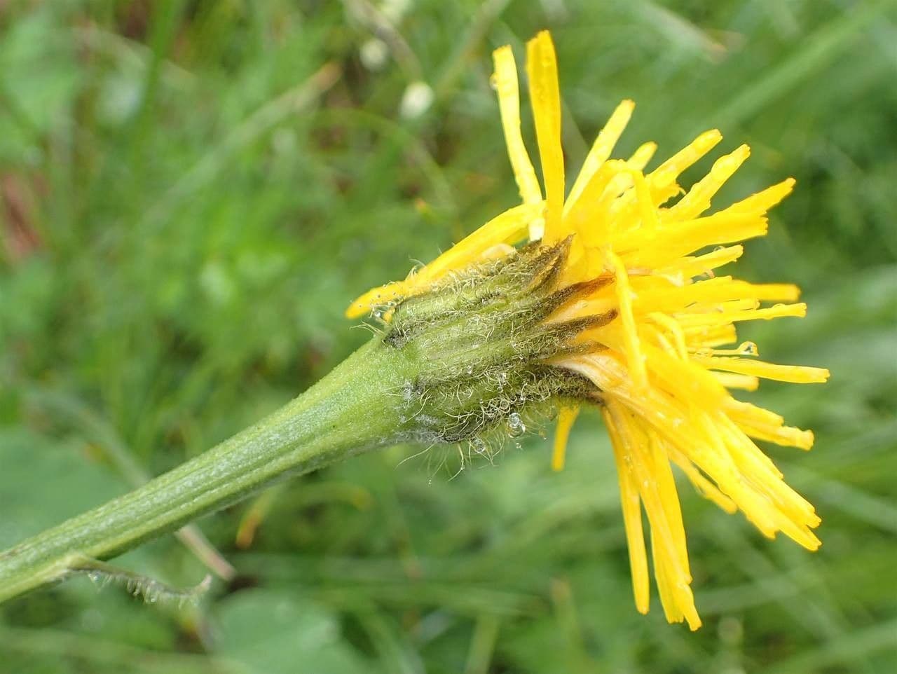 Berg-Pippau 3
