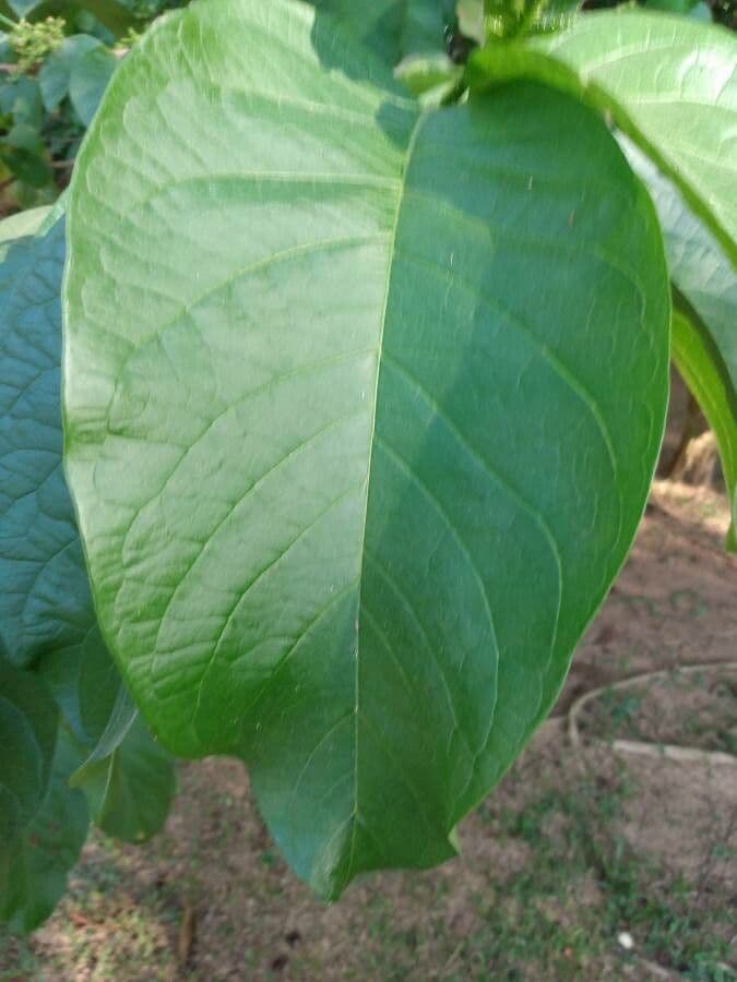 Vangueria madagascariensis 20