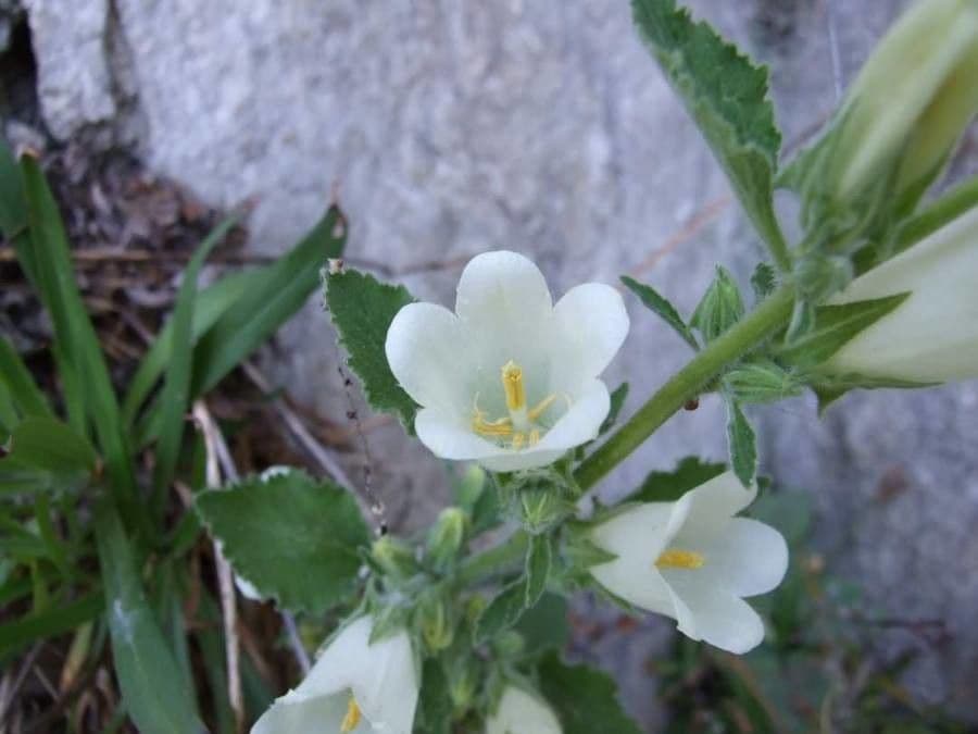 Campanula lanata 5