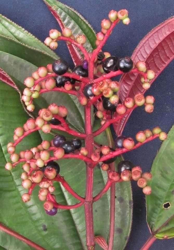 Miconia 2