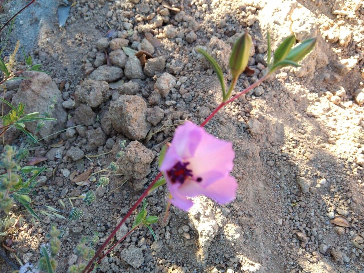 Calochortus splendens 4