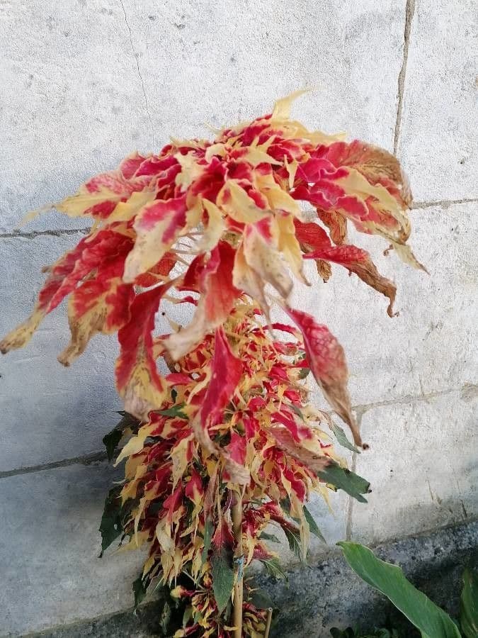 Amaranto tricolore 4