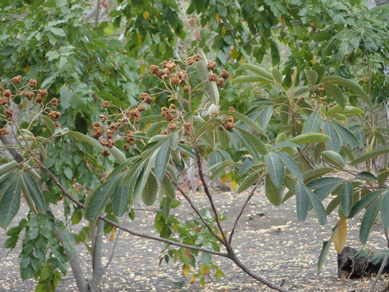 Cossinia pinnata 11