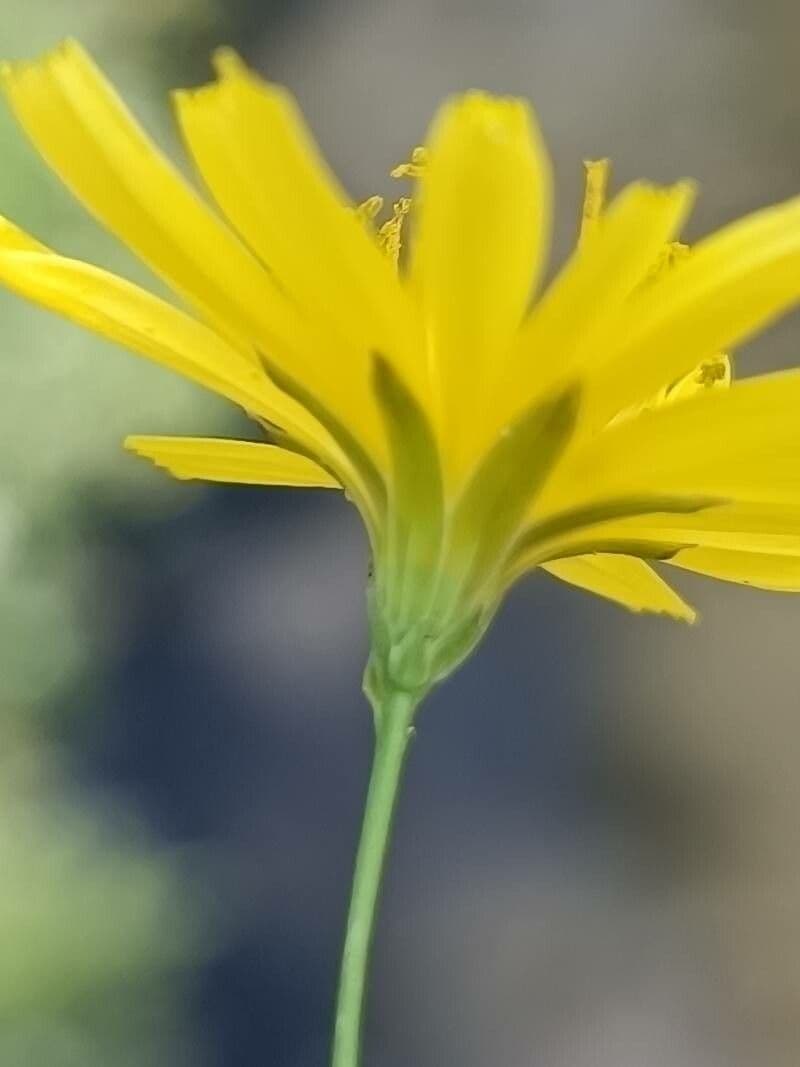 Schöne Gänsedistel 9
