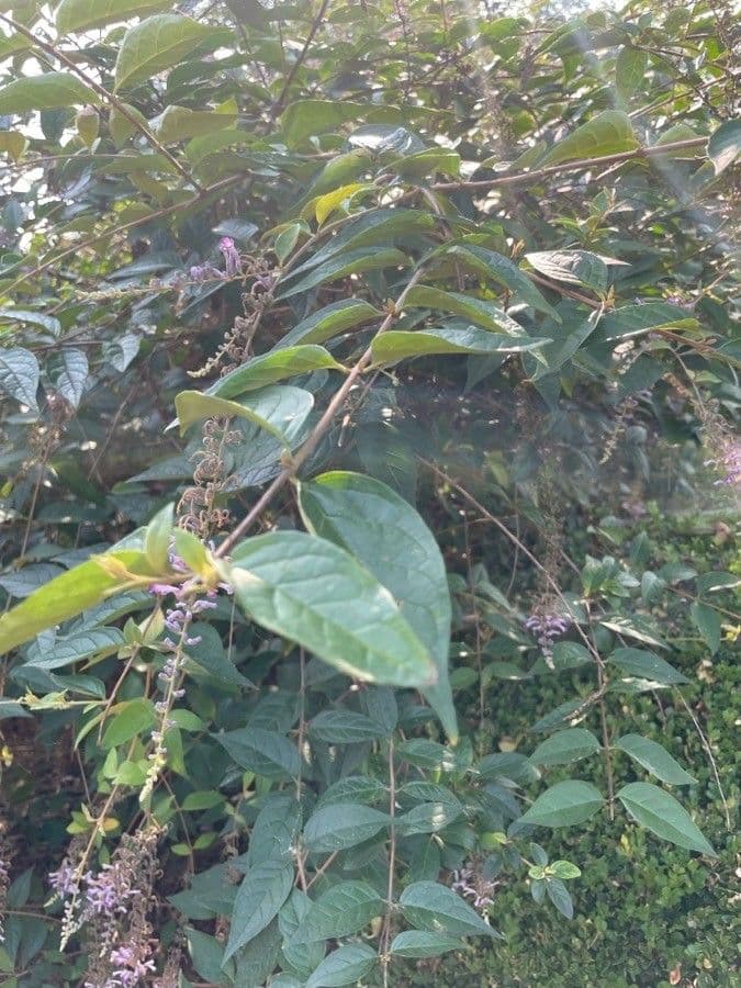 Buddleja di Lindley 9