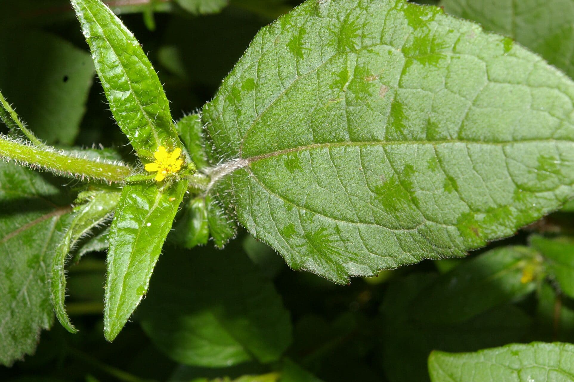 Sigesbeckia 4