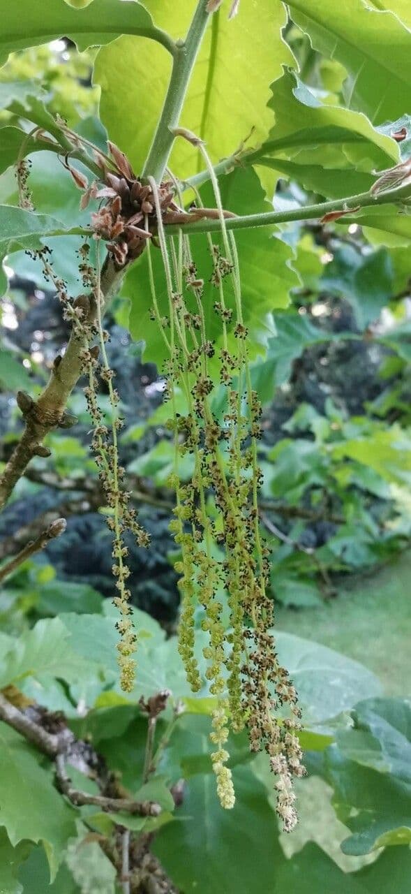 Quercia Daimyo 6