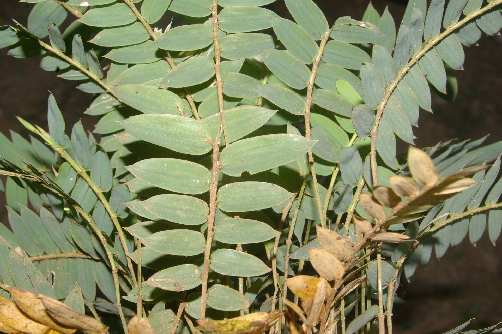 Cryptochloa