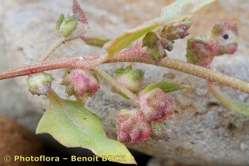 Atriplex glabriuscula 2