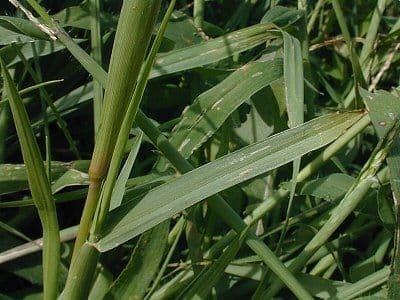 Cenchrus longispinus 14