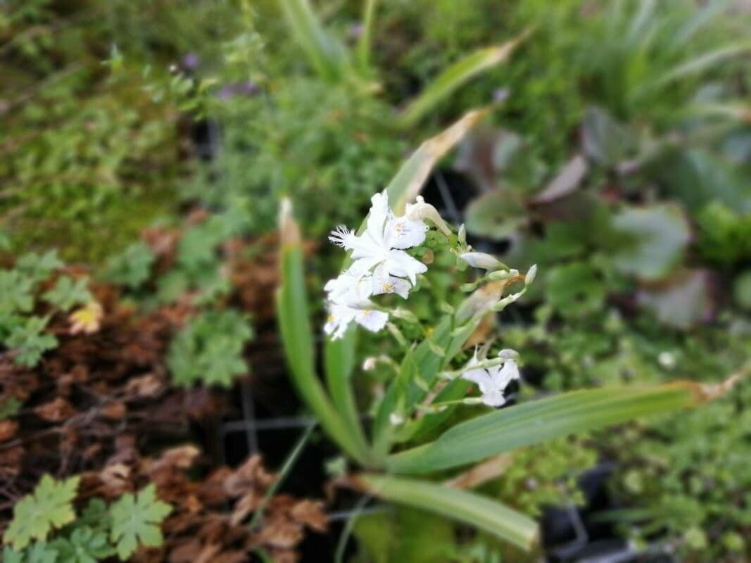 Iris 2