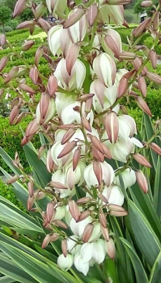 Bajonett-Yucca 9
