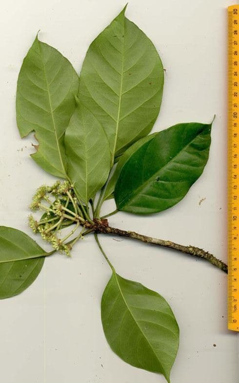 Dendropanax arboreus 26