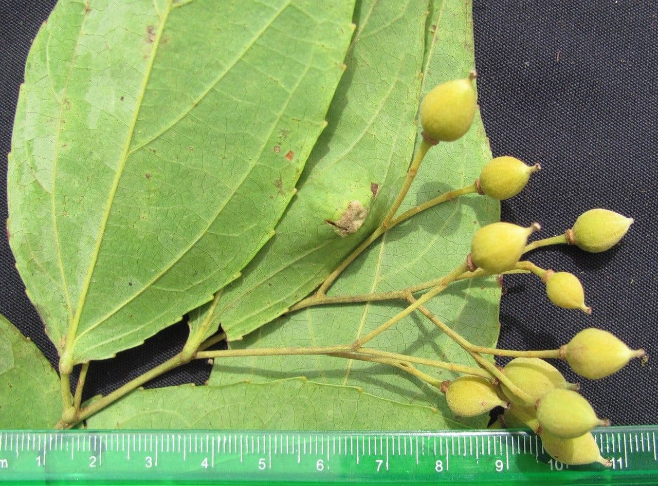 Macrohasseltia macroterantha 9