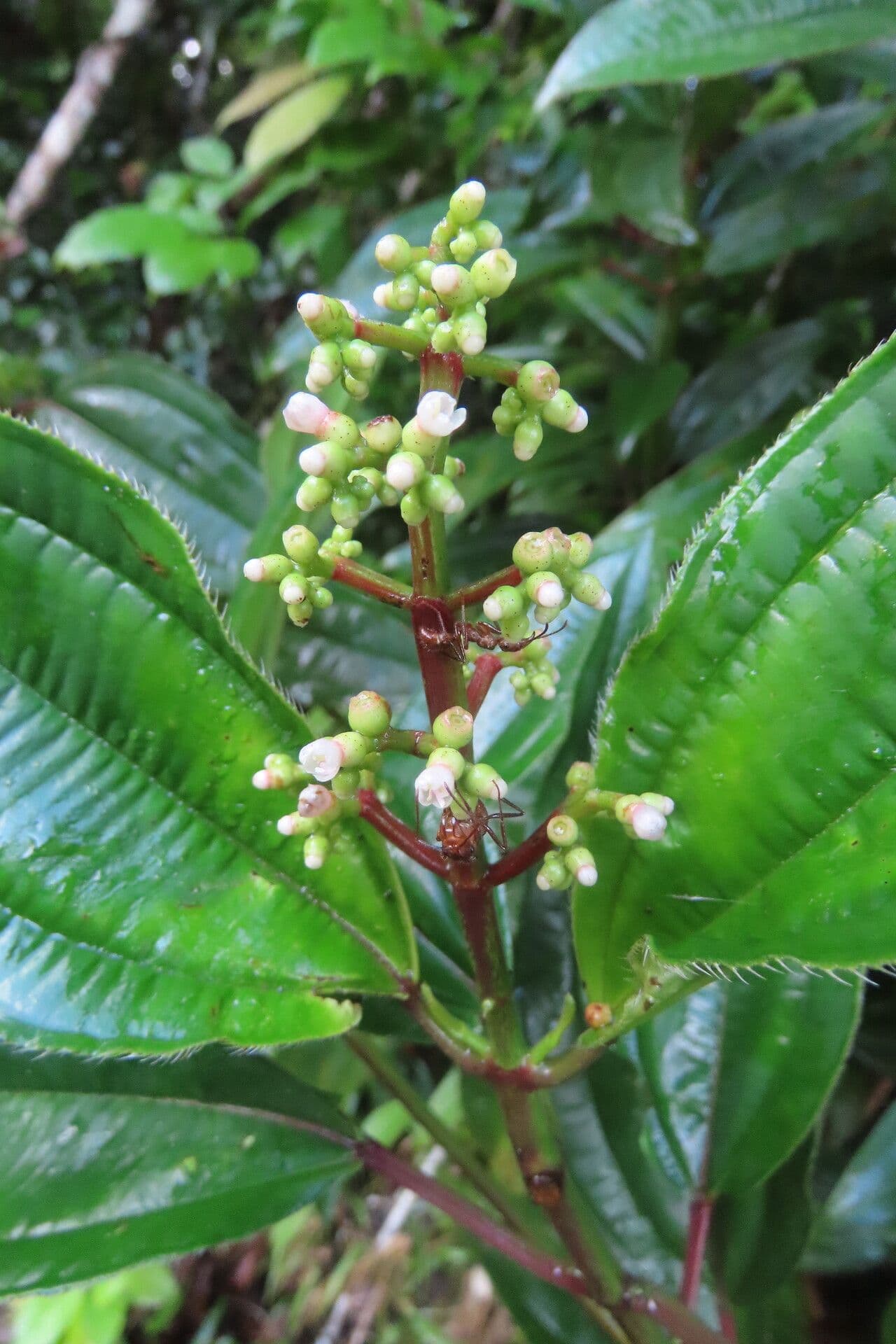 Miconia