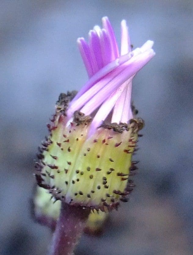 Pericallis 2