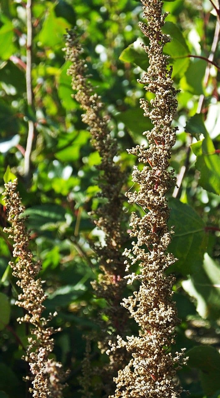 Chenopodio 13