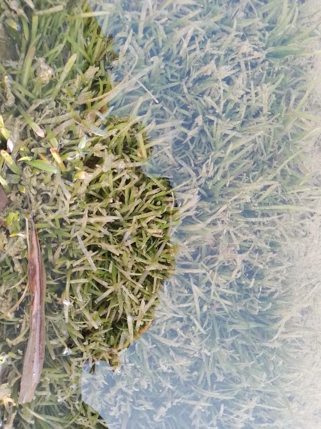 Littorella 18