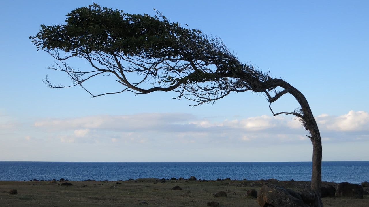 Tabebuia 15