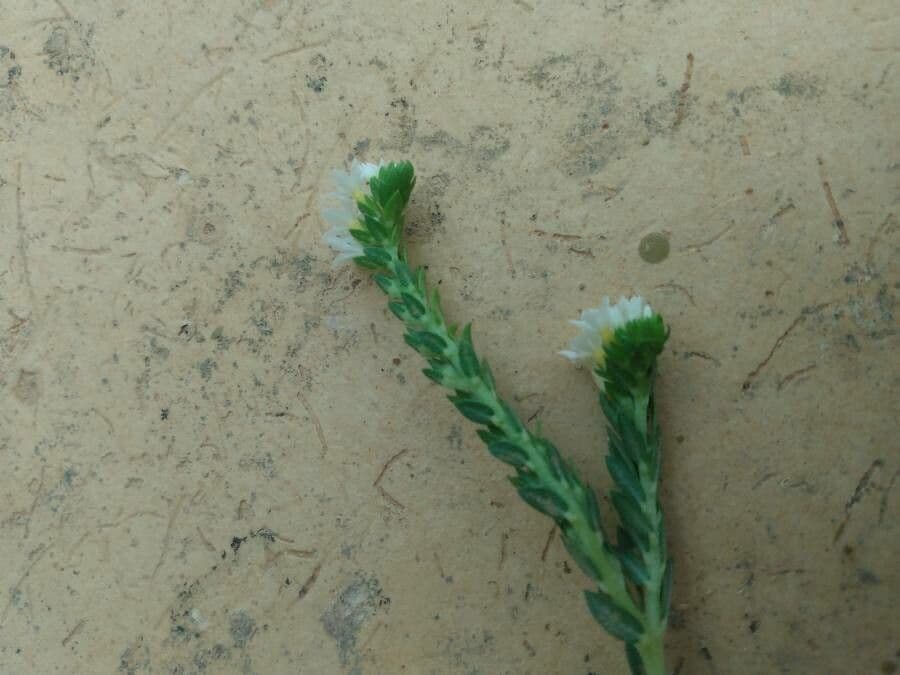 Euploca polyphylla 12