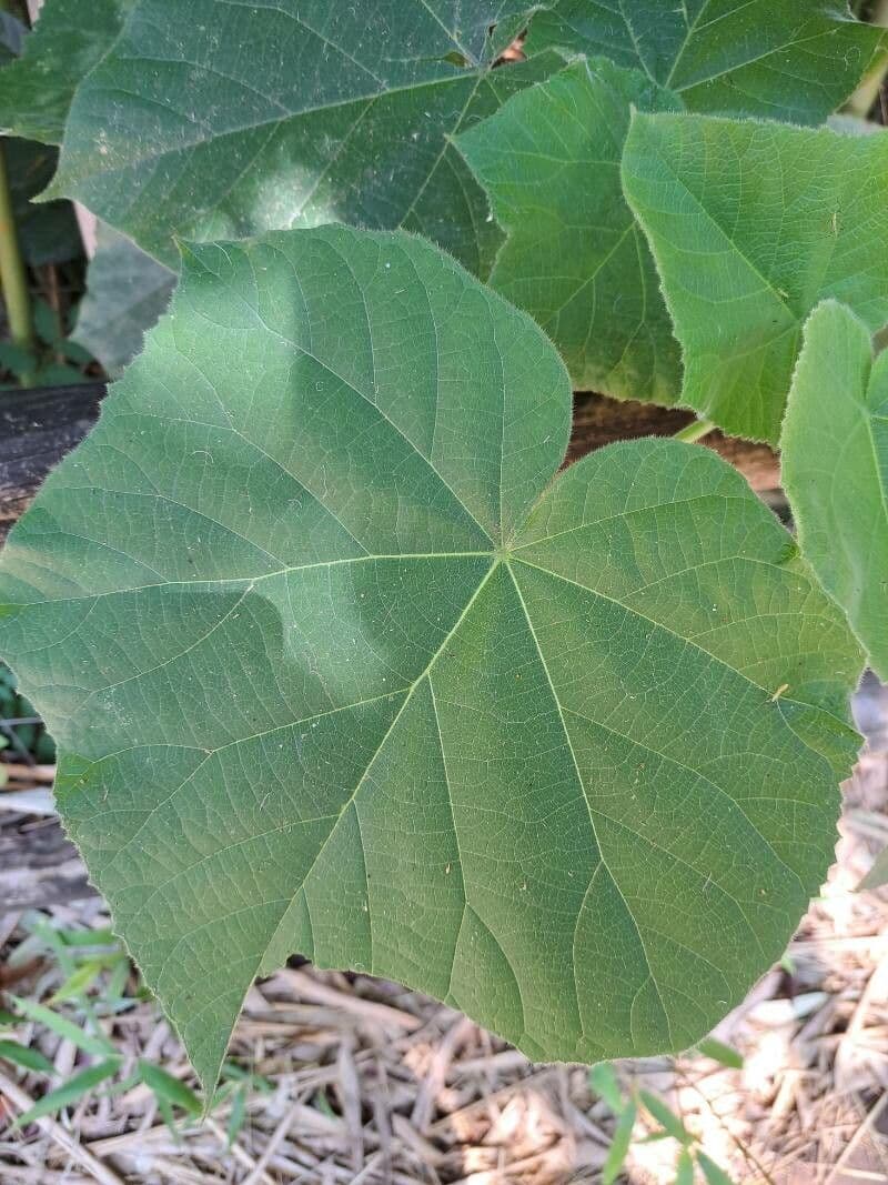 Dombeya burgessiae 17