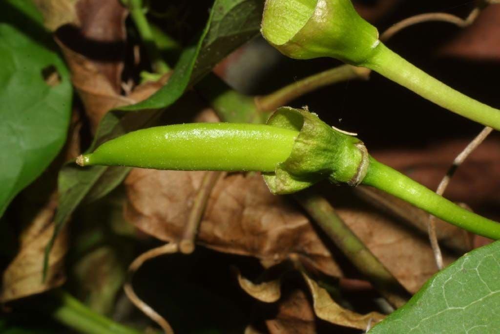 Bignonia 2