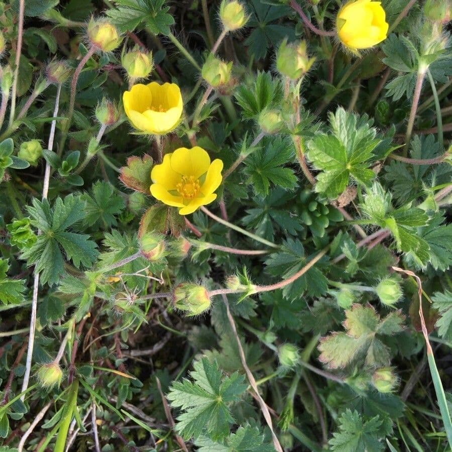 Cincoenrama de primavera 11
