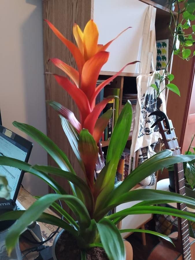 Guzmania monostachia 19